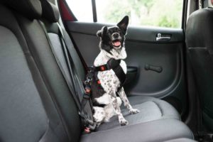 62331811 – dog with sticking out tongue sitting in a car seat