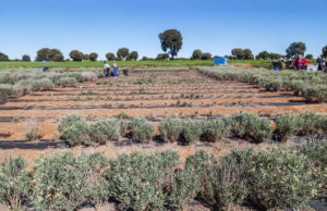 NT_guayule_harvest1_2019_