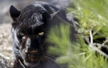 Attenti alla Panthera, che vuole la F1 nel 2021